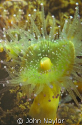 Jewel anemone.Nikonos.3 single strobe.Lundy Island. Brist... by John Naylor 